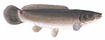 Bowfin / Dogfish Thumbnail