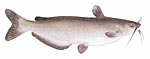 Channel Catfish Thumbnail