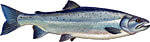 Coho (Silver) Salmon Thumbnail