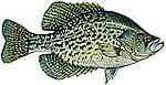 Crappie Thumbnail