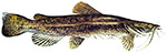 Flathead (Mud) Catfish Thumbnail