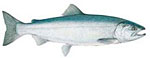 Kokanee (Landlocked Sockeye) Salmon Thumbnail