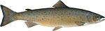 Ouananiche (Landlocked Atlantic) Salmon Thumbnail