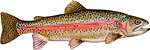 Rainbow Trout / Palomino Trout Thumbnail