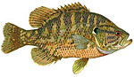 Rock Bass / Goggle-Eye Thumbnail