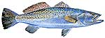 Speckled (Sea) Trout / Weakfish Thumbnail