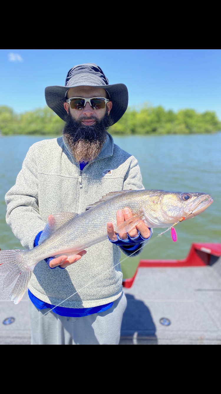 Walleye Caught by Matt with Mepps Comet TRU-V in Indiana