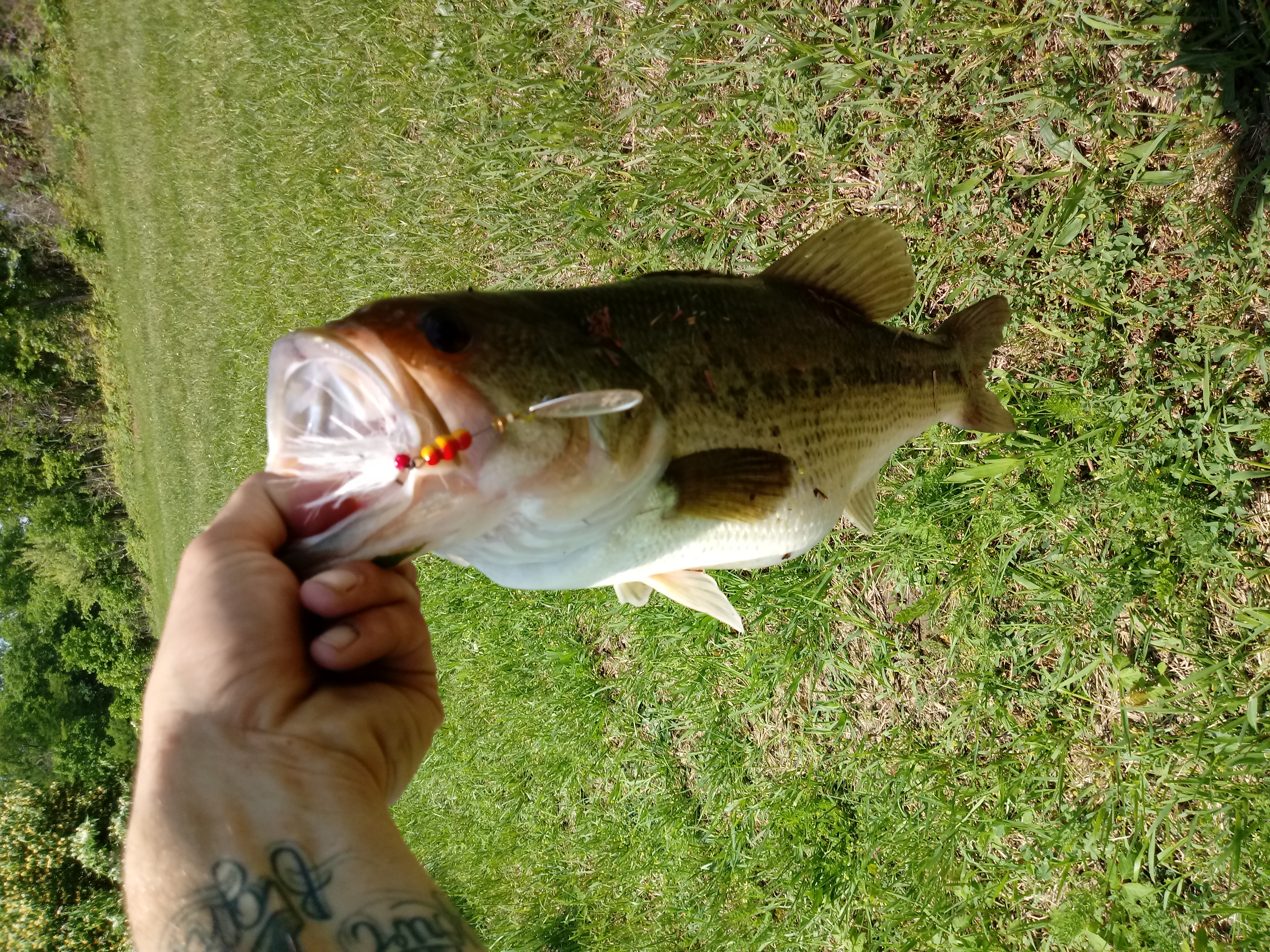 Bass Caught by Michael with Mepps Aglia & Dressed Aglia in Ohio