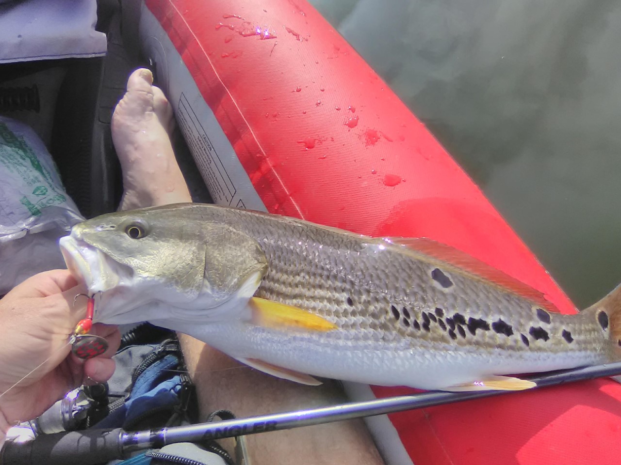 Red Drum aka Redfish freshwater plants Caught by Carl with Mepps