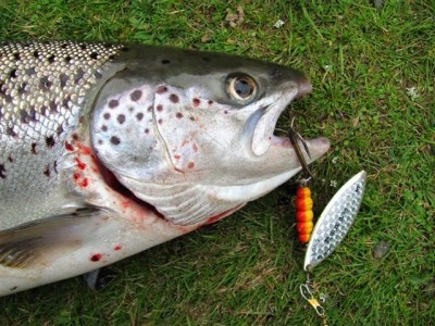 Atlantic Salmon Caught by Adrian with Mepps in Australia