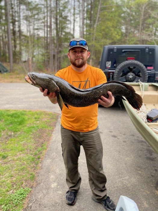 Snakehead Caught by Mark with Mepps Comet Mino in Maryland