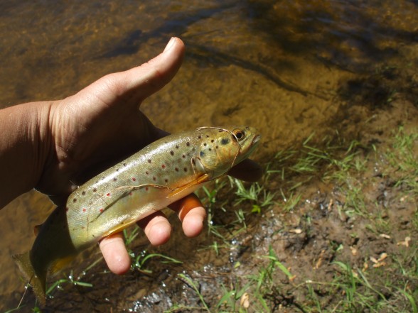 Photo of Trout Caught by James with Mepps Spin Flies in Michigan