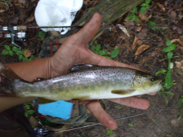 Photo of Trout Caught by James with Mepps Spin Flies in Michigan