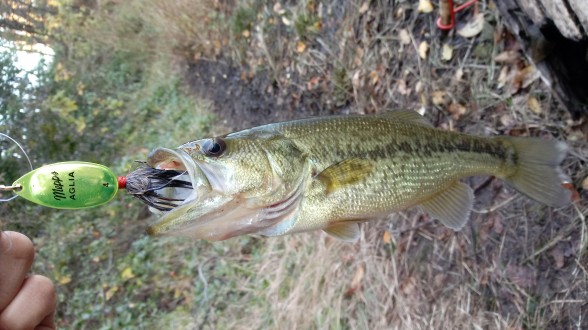 Photo of Bass Caught by Andrew with Mepps Aglia & Dressed Aglia in Pennsylvania