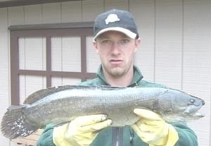 Photo of Bowfin Caught by Nicholas with Mepps Black Fury in New York