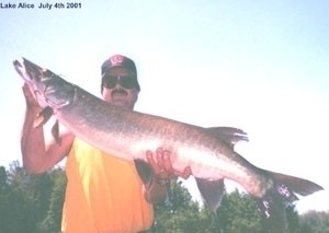 Photo of Musky Caught by Neal with Mepps  in Wisconsin