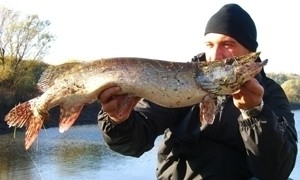 Photo of Pike Caught by Hauke with Mepps  in Germany
