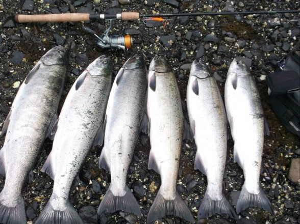 Photo of Salmon Caught by Ken with Mepps Flying C in Alaska
