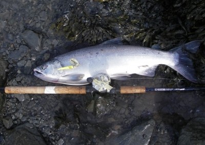 Photo of Salmon Caught by Dennis with Mepps Flying C in Alaska