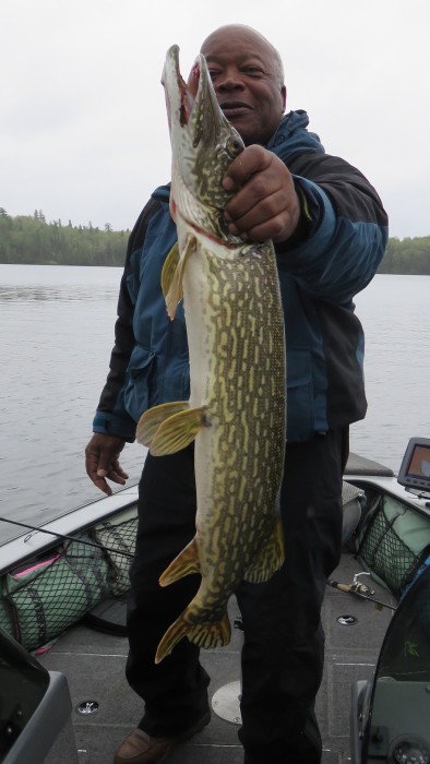 Photo of Pike Caught by Robert with Mepps Aglia & Dressed Aglia in Canada