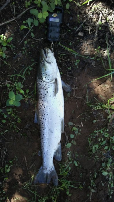Photo of Trout Caught by Charles with Mepps XD in California