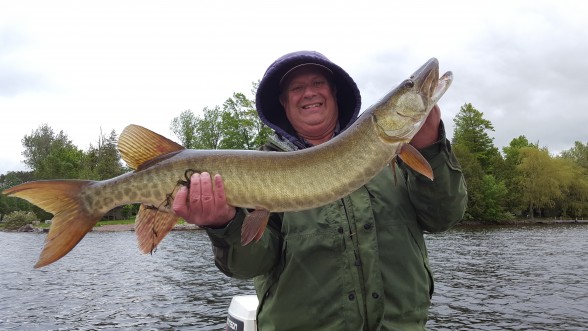 Photo of Musky Caught by Steve with Mepps Aglia & Dressed Aglia in Ontario
