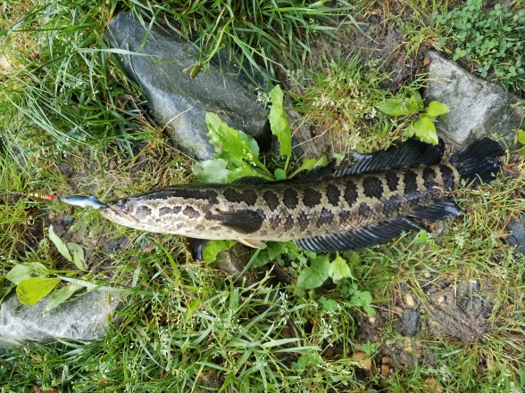 Photo of Snakehead Caught by Frank with Mepps Comet Mino in Maryland