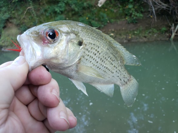 Photo of Bass Caught by Bobby with Mepps Black Fury in Kentucky