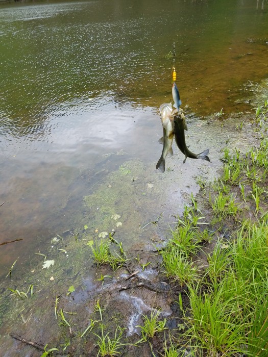 Photo of Bass Caught by Dan with Mepps Comet Mino in Pennsylvania