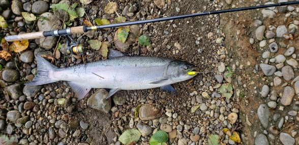 Photo of Salmon Caught by Donald with Mepps Mepps Marabou in Washington