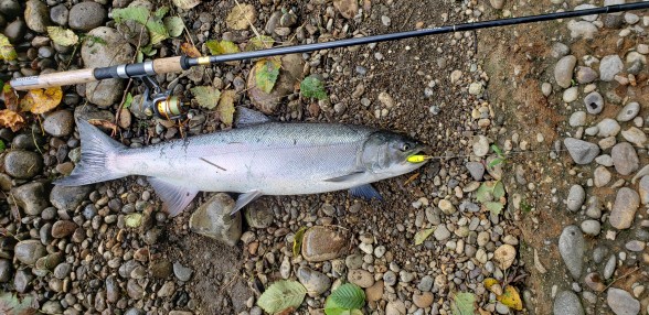 Salmon Caught by Donald with Mepps Mepps Marabou in Washington