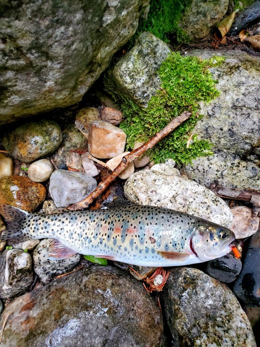 Photo of Cutbow trout/Bonneville Cutthroat - Rainbow Trout Caught by Zane with Mepps Aglia & Dressed Aglia in Utah