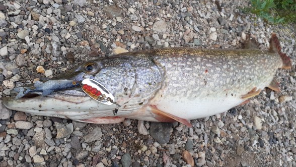 Photo of Pike Caught by Jose with Mepps Comet Mino in New Mexico