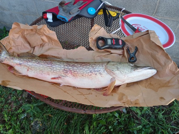Photo of Pike Caught by Eric with Mepps Flying C in New York