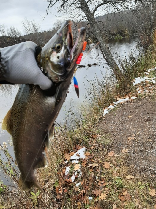 Photo of Salmon Caught by TJ with Mepps Aglia Long in Michigan
