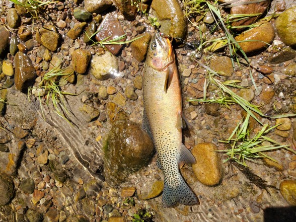 Photo of Trout Caught by Cole with Mepps XD in Montana