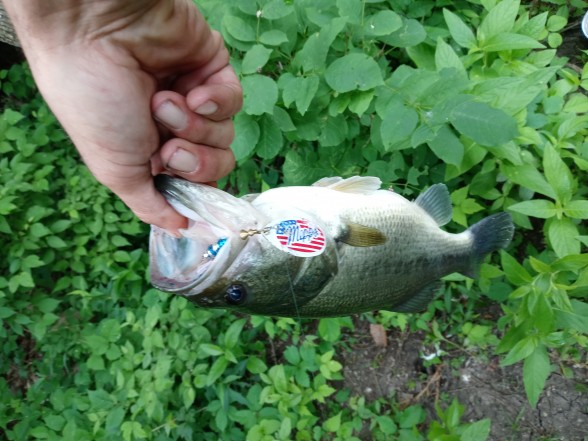 Photo of Bass Caught by Michael with Mepps  in Ohio