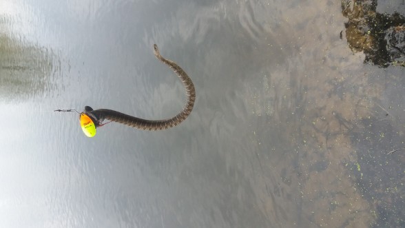 Photo of Water Snake Caught by Brandon with Mepps Aglia & Dressed Aglia in Michigan