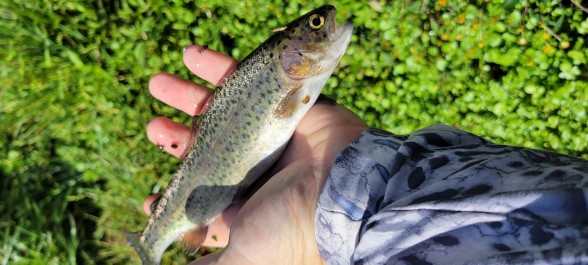 Photo of Trout Caught by Bobby with Mepps Thunder Bug in Kentucky