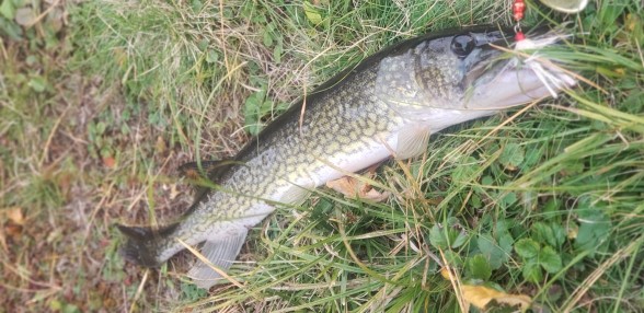 Photo of Pickerel Caught by Gabe with Mepps Aglia & Dressed Aglia in Massachusetts