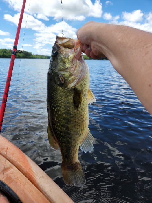 Photo of Bass Caught by Al with Mepps Aglia Tandem in Wisconsin