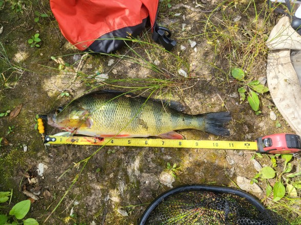 Photo of Perch Caught by Matthew with Mepps Comet Mino in Pennsylvania