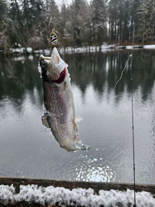 Photo of Trout Caught by Tyler with Mepps Aglia & Dressed Aglia in Oregon