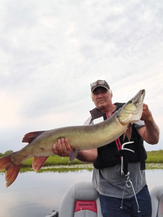 Photo of Musky Caught by Mark with Mepps Aglia & Dressed Aglia in Michigan