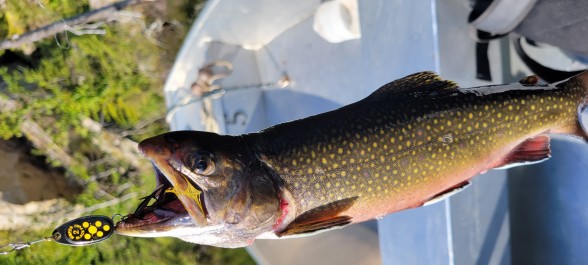 Photo of Trout Caught by Carl with Mepps Black Fury in Quebec