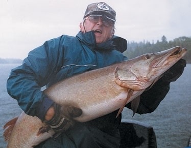 Photo of Musky Caught by Jim with Mepps Musky Killer in Illinois