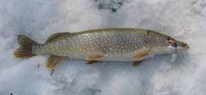 Photo of Pike Caught by Jason with Mepps Aglia & Dressed Aglia in Michigan