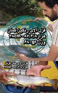 Photo of Trout Caught by Amir Hassan with Mepps Aglia Long in Iran
