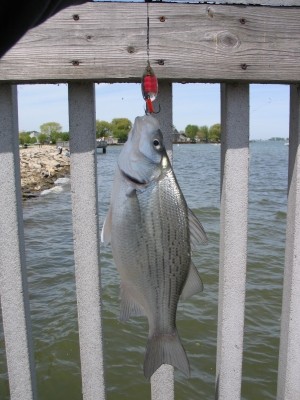 Photo of Bass Caught by Jason with Mepps Aglia & Dressed Aglia in Michigan