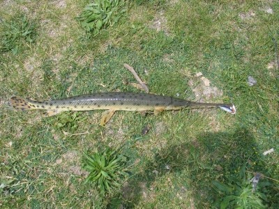 Photo of Spotted Gar Caught by Jason with Mepps Comet Mino in Michigan